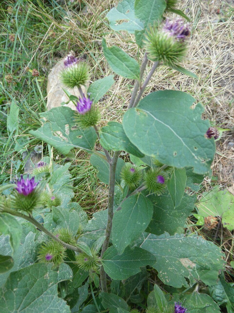 Kleine Klette mit violetten Blütenköpfen am Rand eines feuchten, sonnigen Gartens
