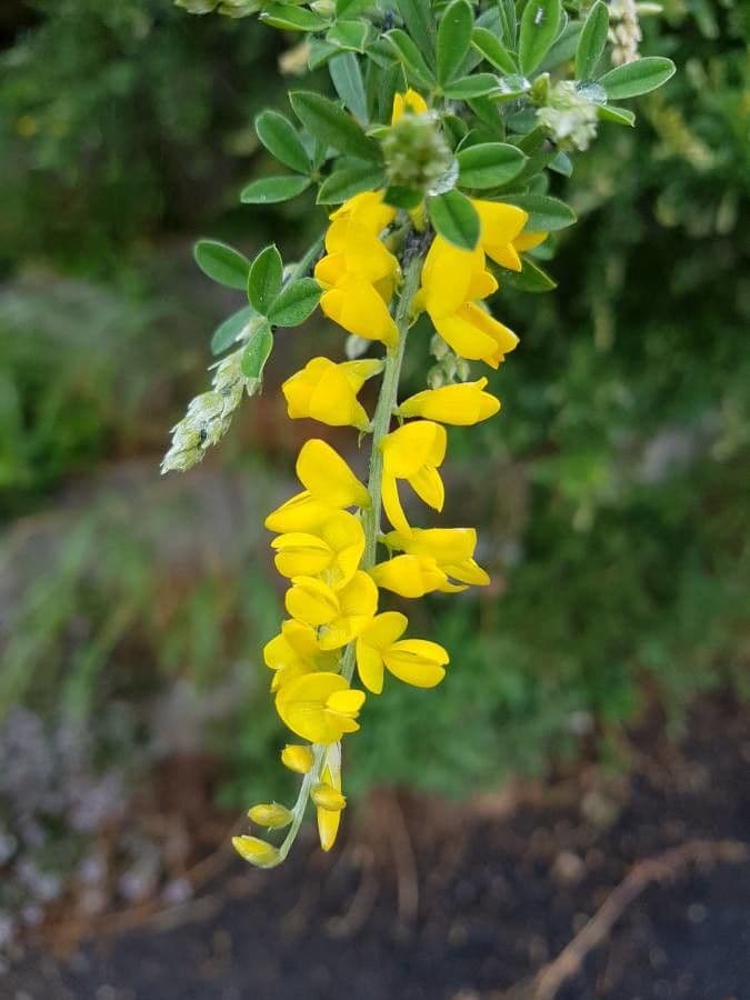 Cytisus villosus affichant grappes de fleurs jaunes avec feuillage velouté méditerranéen