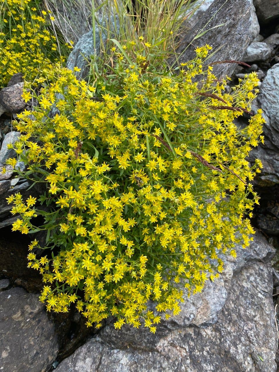 Yellow mountain saxifrage with yellow and orange flowers