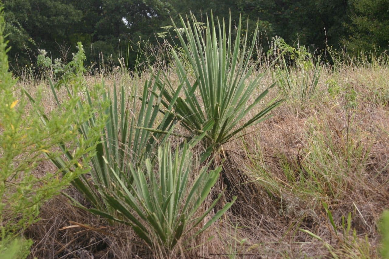 Epis de fleurs blanches de Yucca necopina avec feuillage architectural
