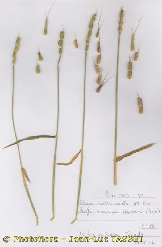 Aegilops ventricosa mit charakteristischen geschwollenen Ahrchen