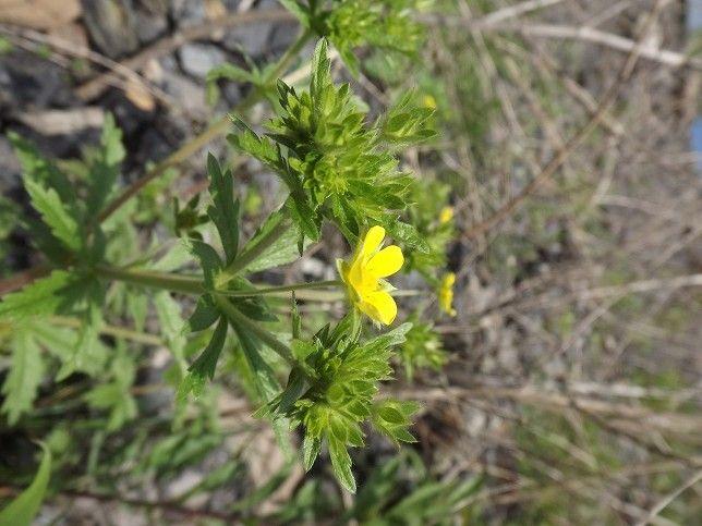 Mittleres Fingerkraut in voller Blüte auf einer sonnigen, trockenen Stelle im Garten