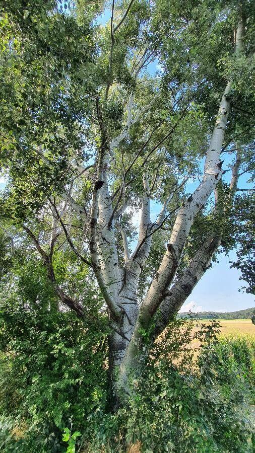 Silber-Pappel im Wachstum mit silbrigem Blattunterseite im Wind sichtbar
