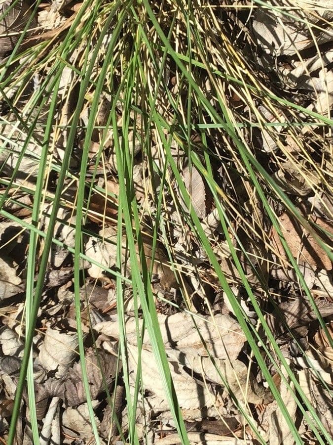 Festuca mairei grass with fine blue-green leaves and compact growth