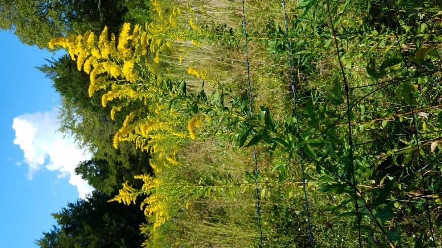 Gelbe Blütenrispen von Solidago arguta
