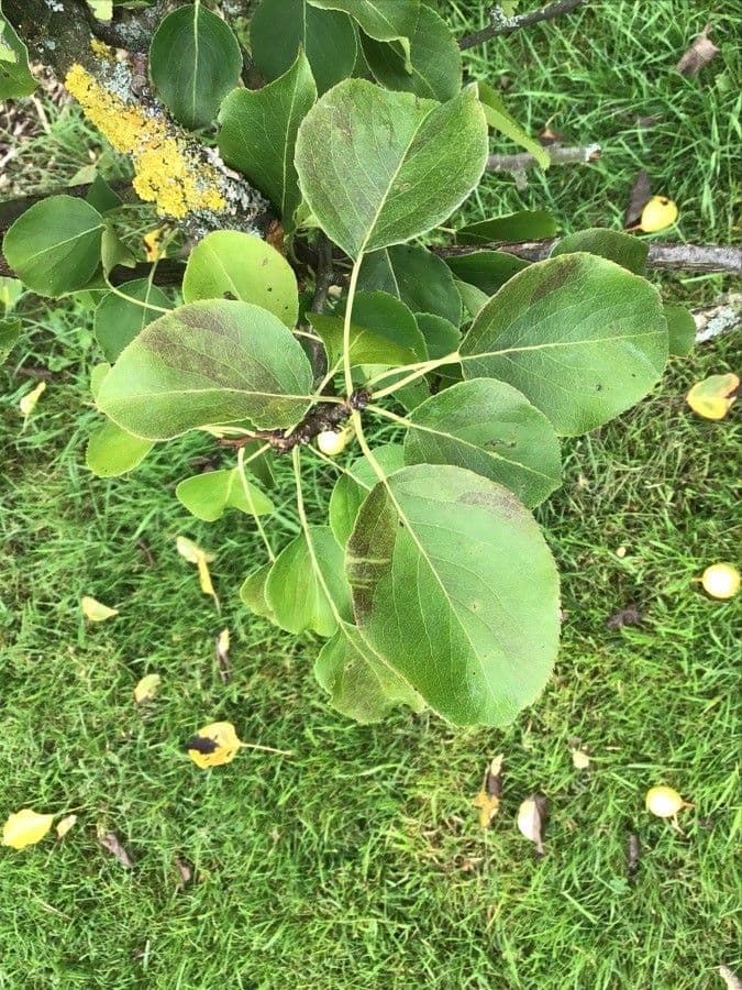 Blattern und Asten von Pyrus ussuriensis