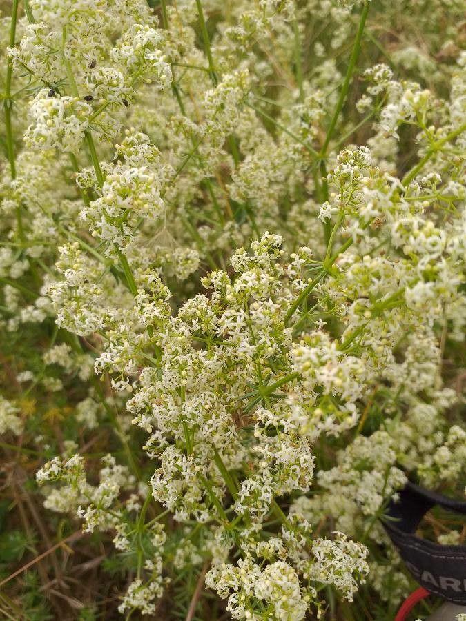 Gemeines Labkraut in voller Blüte auf einer sonnigen Wiese, umgeben von nützlichen Insekten