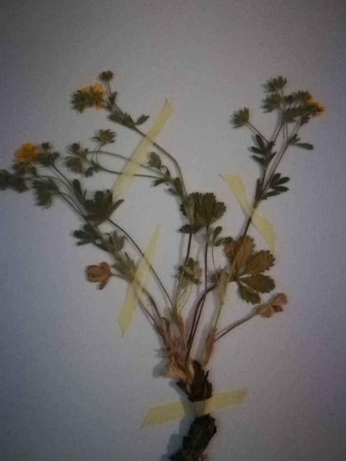 Bluff-Fingerkraut gelbe Blüten