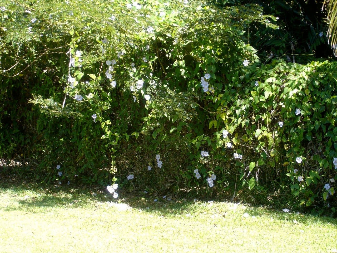 Große blaue Blüten von Thunbergia grandiflora auf tropischer Kletterpflanze