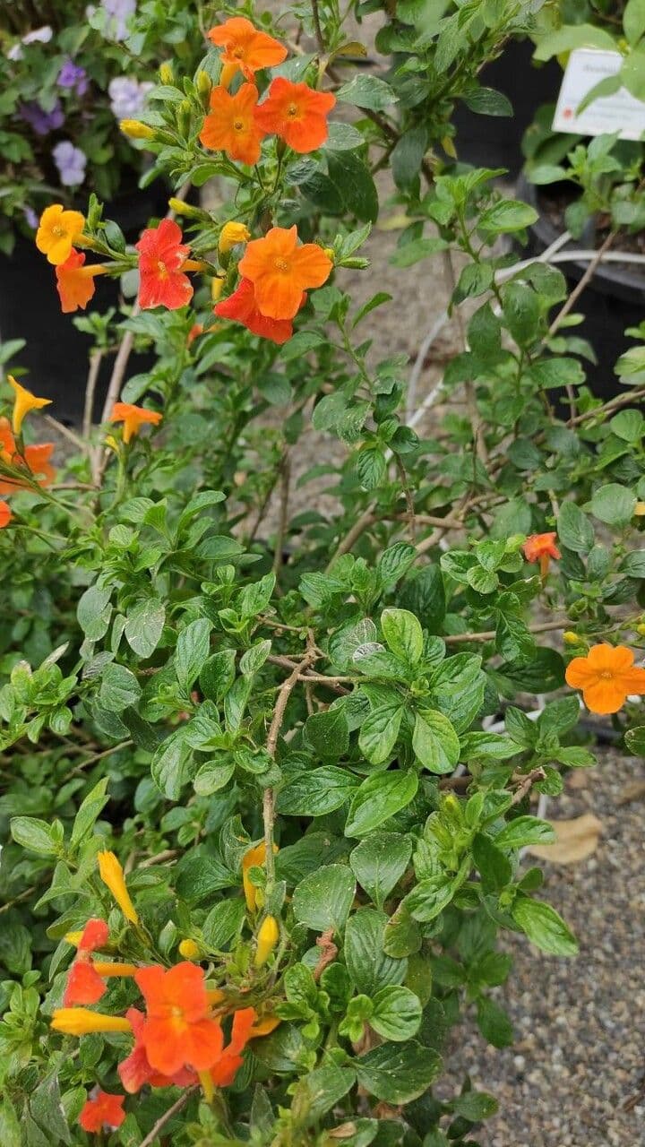 Marmeladestruik met oranje bloemen