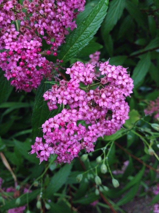 Flowering Japanese spiraea with dense clusters of pink blooms in a sunny garden border