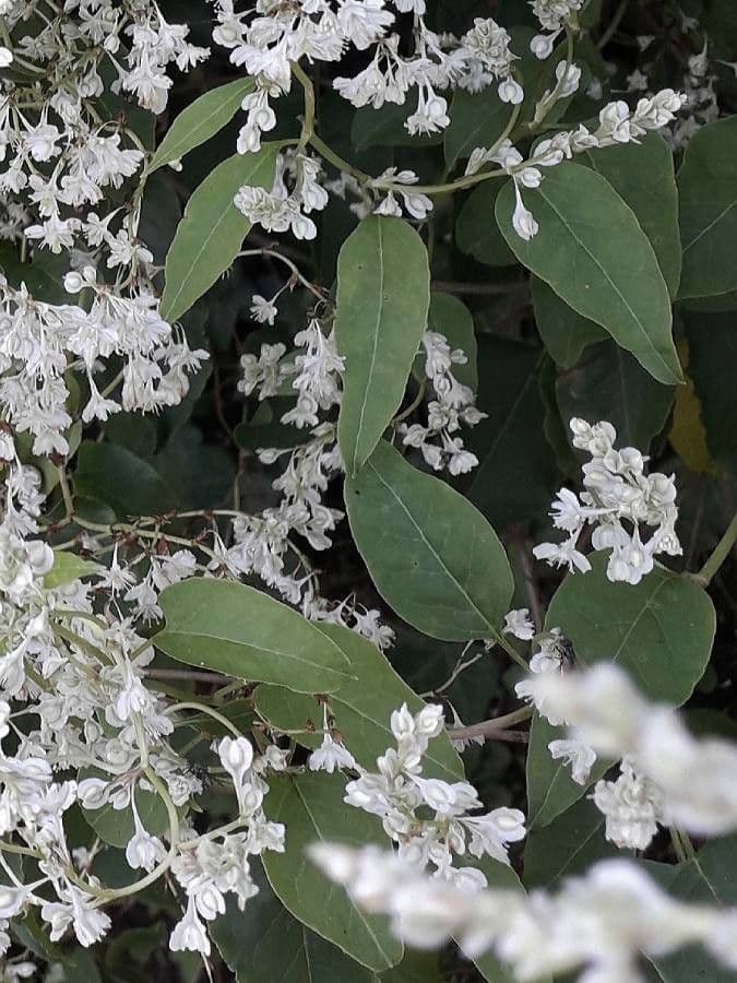 Fallopia aubertii white flowers
