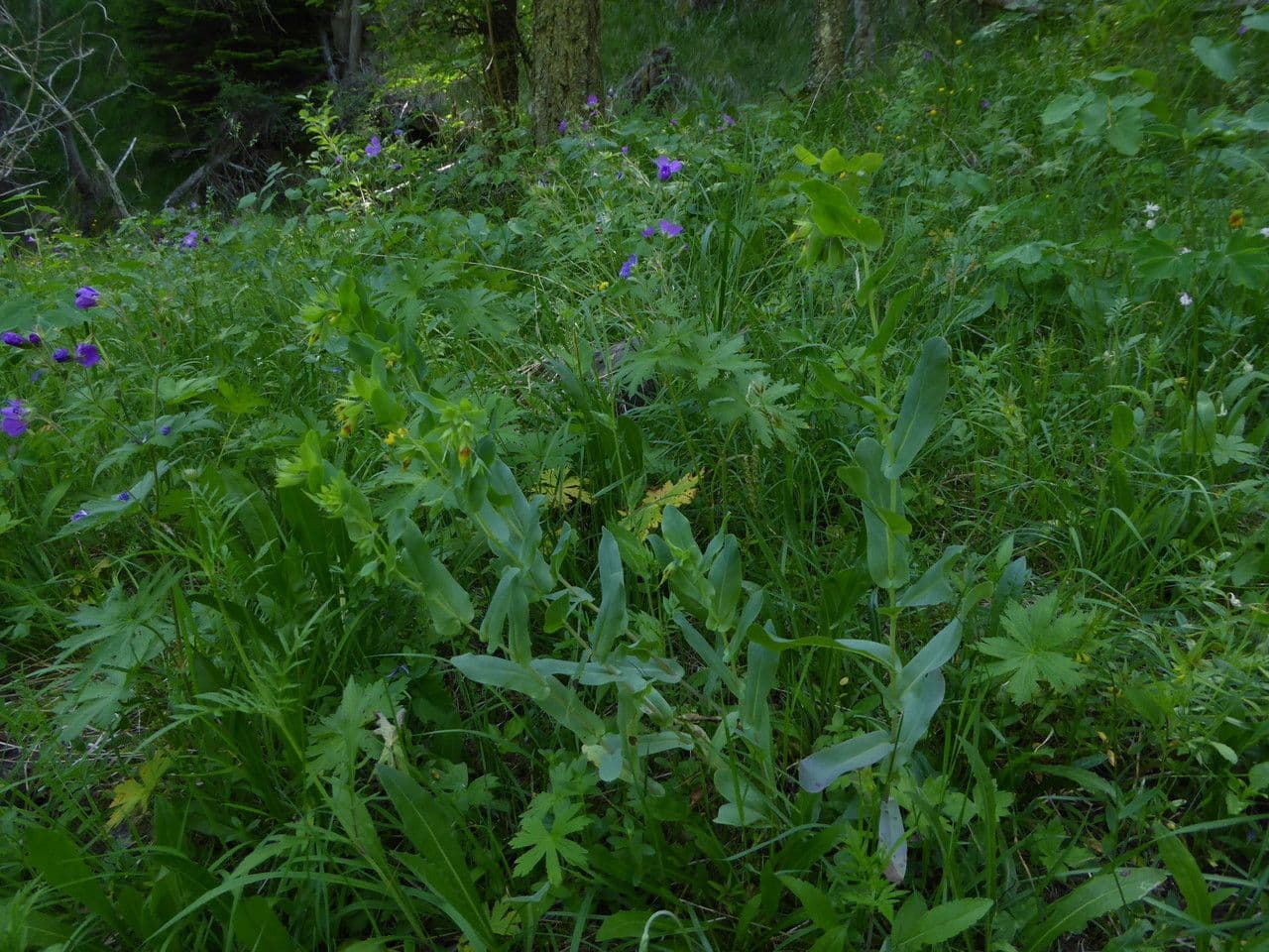 Cerinthe glabra - Glad Wasbloempje