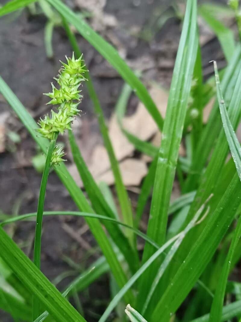 Carex sparganioides mit charakteristischen runden Fruchtstanden