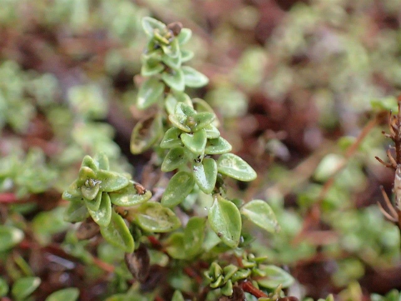 Caraway thyme growing in alpine rockery