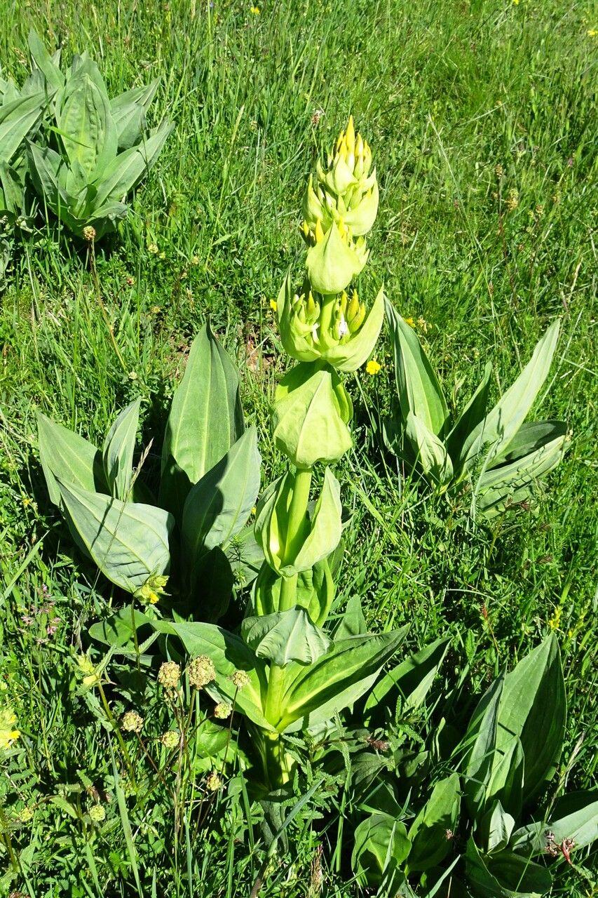 Gele gentiaan in volle bloei op een zonnige, rotsachtige helling