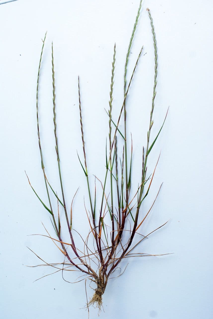 Stijf raigras (Lolium rigidum) in natuurlijke groei