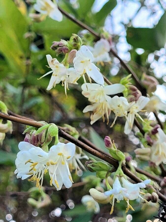 Lonicera fragrantissima witte bloemen dicht