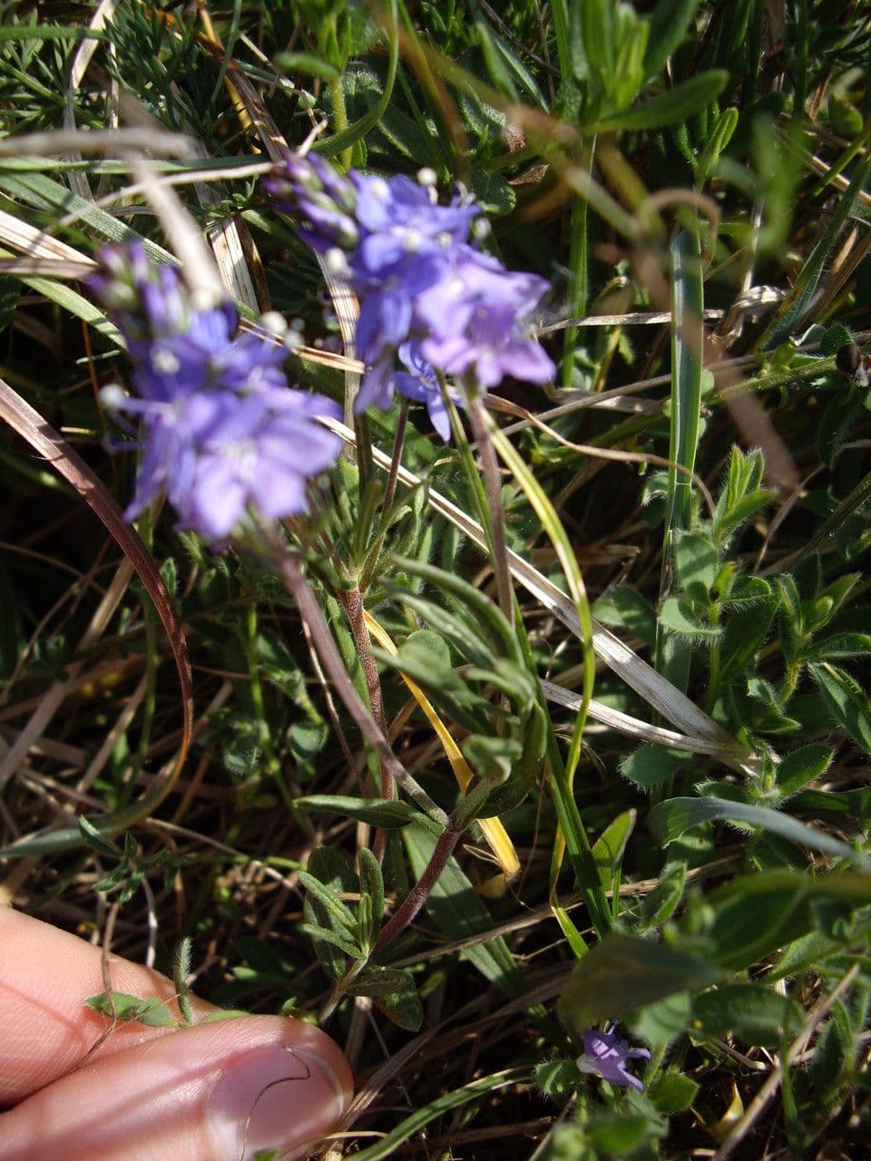 Veronica prostrata als bodembedekker met blauwe bloemen