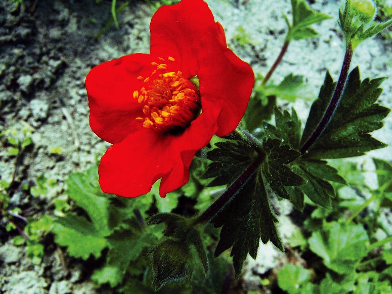 Leuchtend rote Blüten der Scharlach-Nelkenwurz in voller Blüte