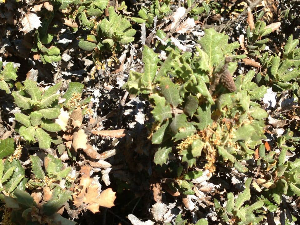 Quercus durata: dicht grijs-groen loof in woestijnlandschap