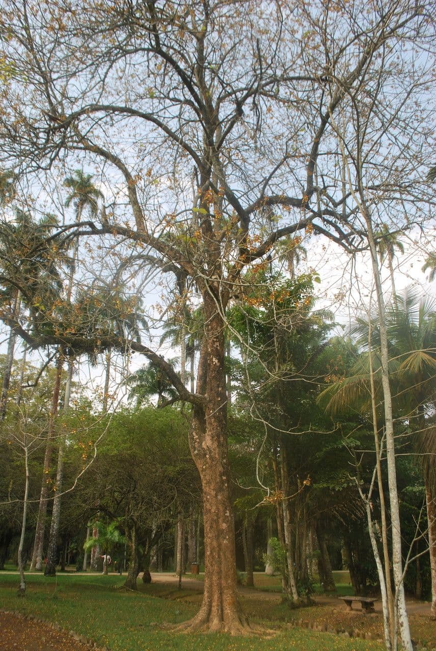 Gmelina-Baum mit goldgelben Bluten in voller Blute