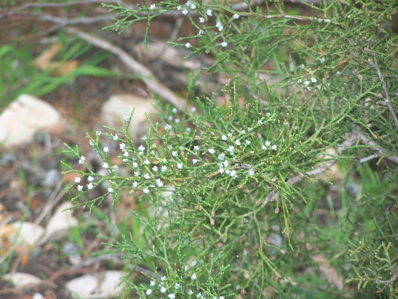 Tetraclinis articulata avec feuillage ecailleux fin