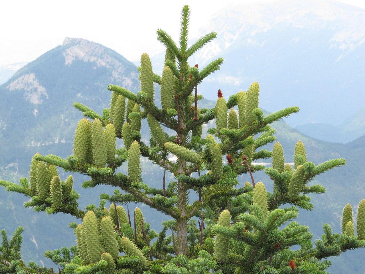 Ausgewachsene Weißtanne (Abies alba) mit ihren charakteristischen silbrigen Nadeln und Zapfen
