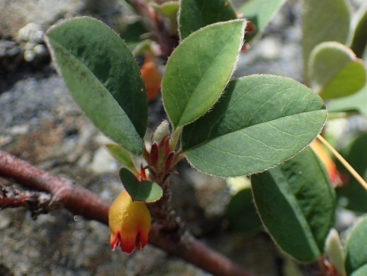 Gewöhnliche Zwergmispel mit glänzenden Blättern und orangenen Beeren im Herbst