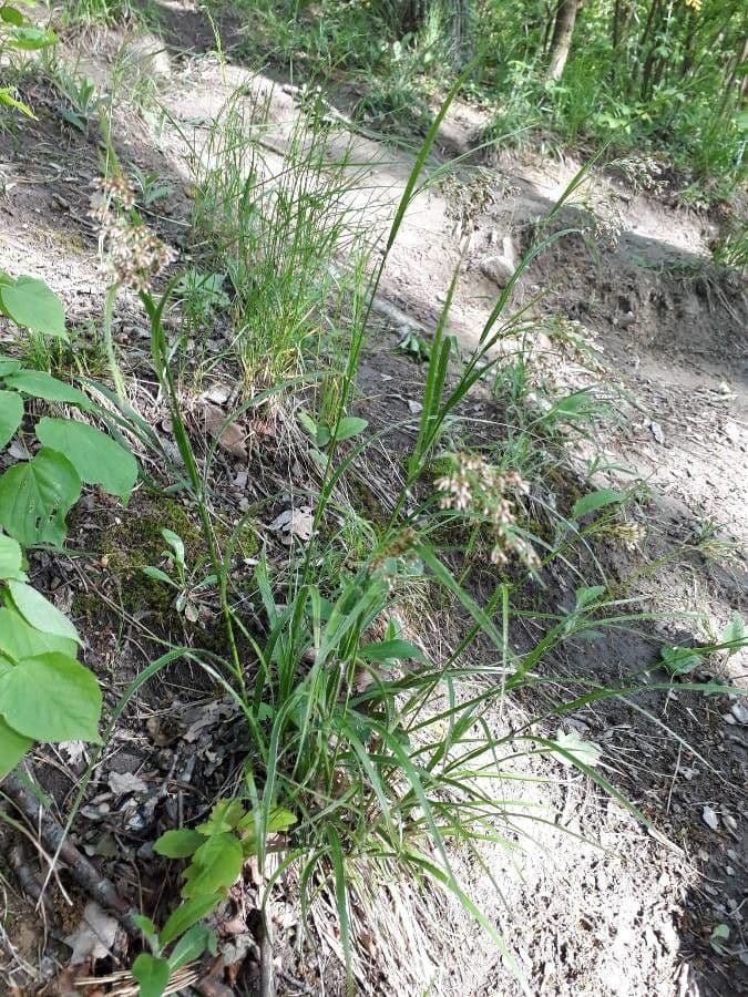 Forest wood-rush in woodland setting with white flowers