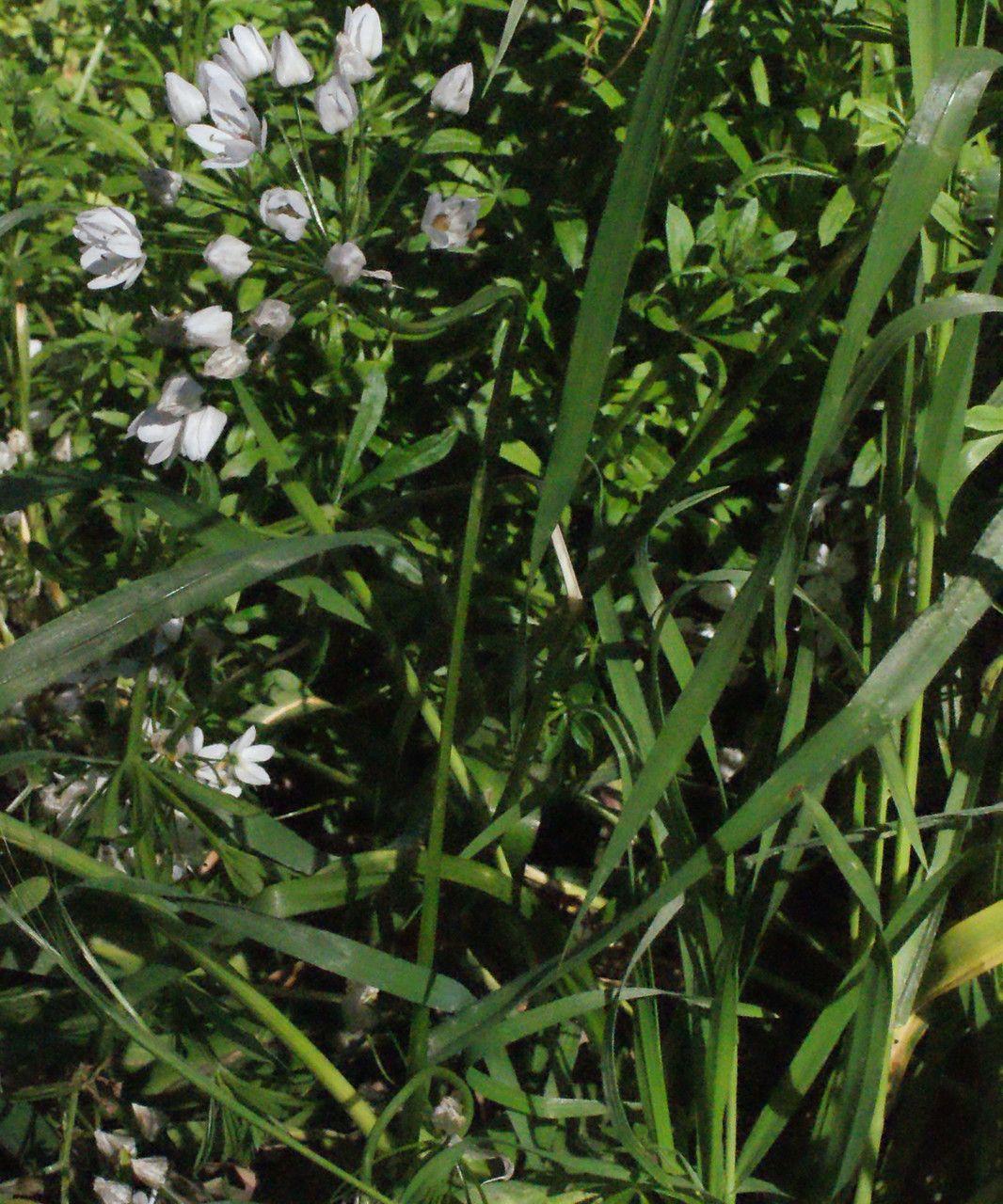 Neapellauch in voller Blüte auf einem sonnigen Hang mit hellem Hintergrund