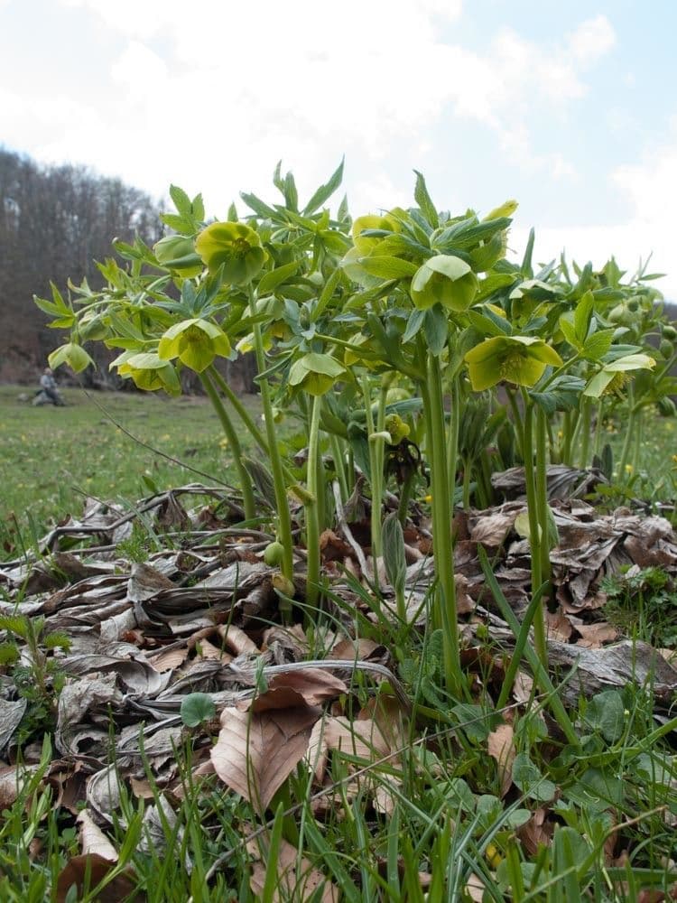 Helleborus cyclophyllus met groene bloemen
