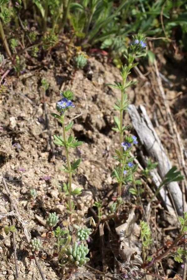 Dillenius veronica met delicate paars-blauwe bloemen