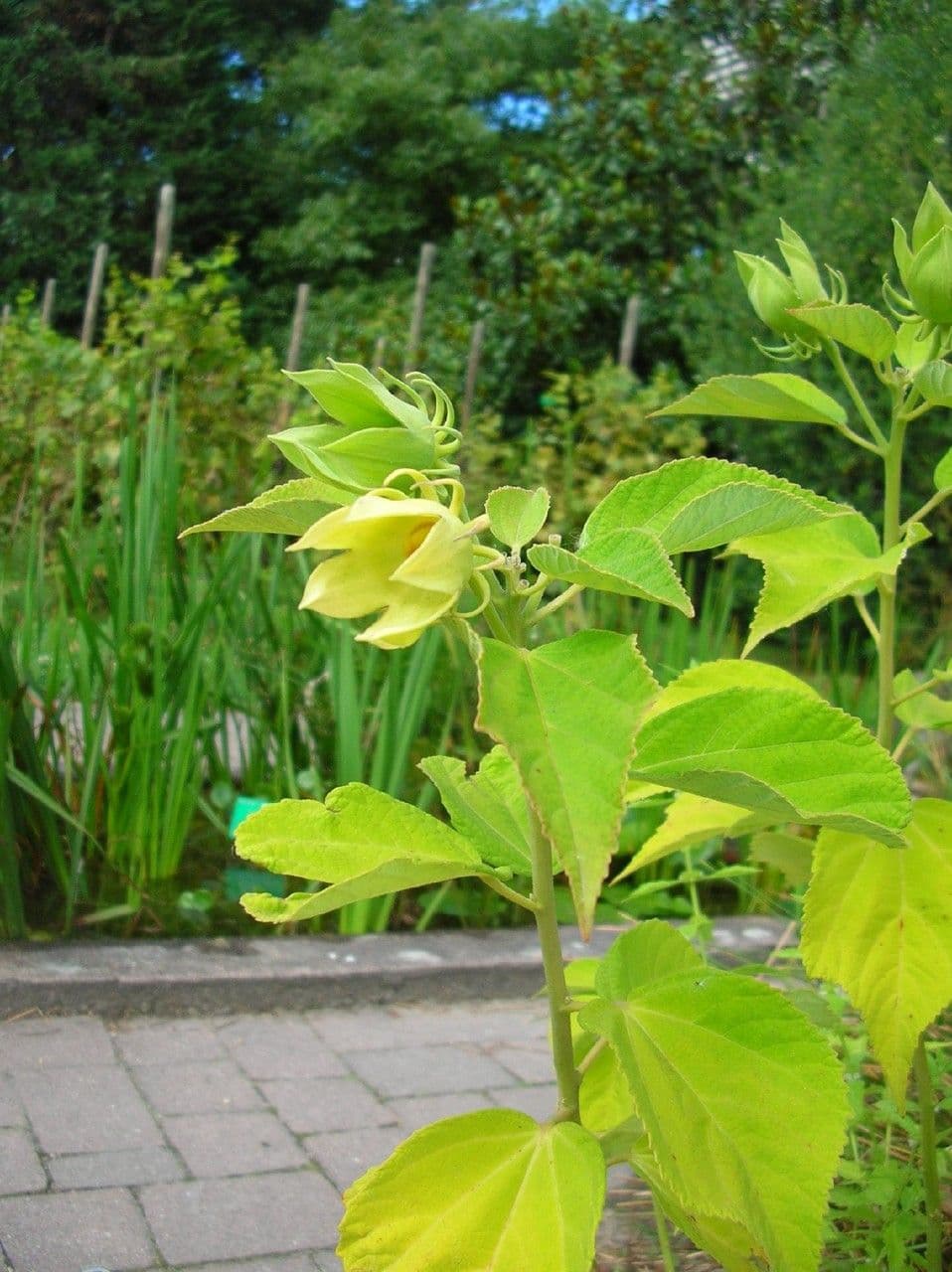 Hibiscus diversifolius ketmia du Cap fleurs rouges