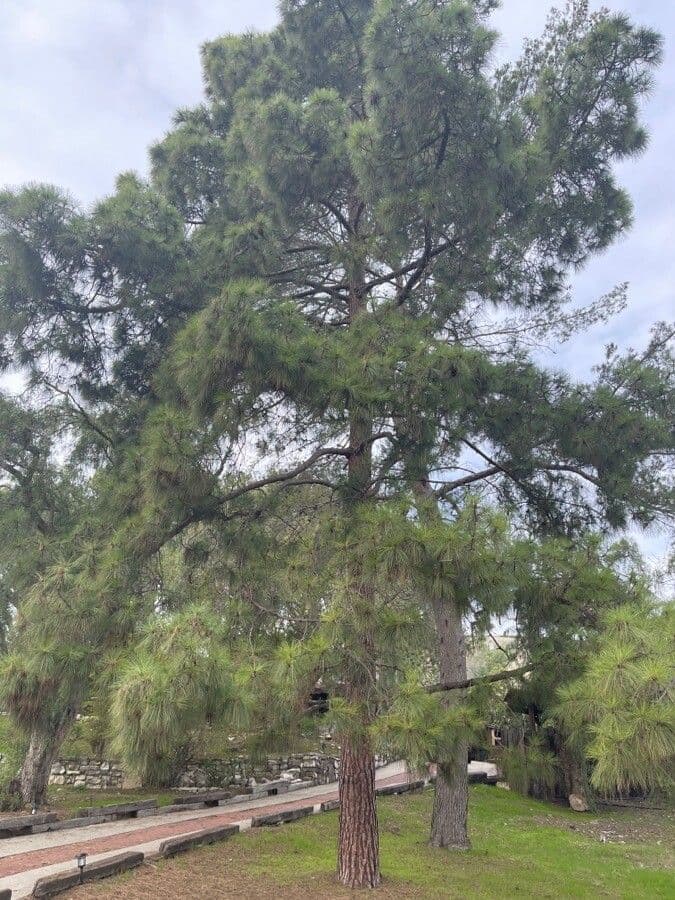 Tall Loblolly pine with dense canopy and characteristic textured bark