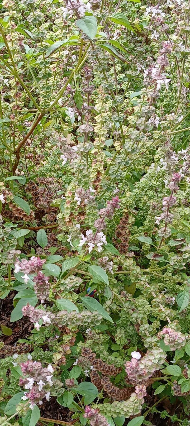 Fresh American basil plant with light green leaves and small white flowers in a planter on a sunny patio