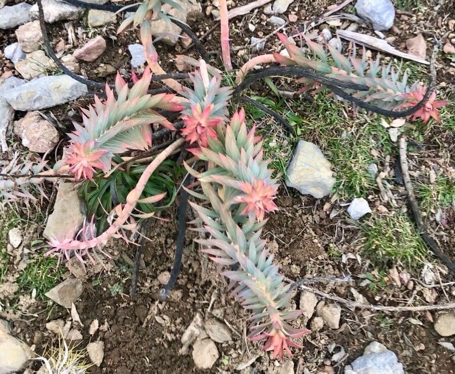 Euphorbia rigida met rigide blaugroene stengels en gele cyathebloemen