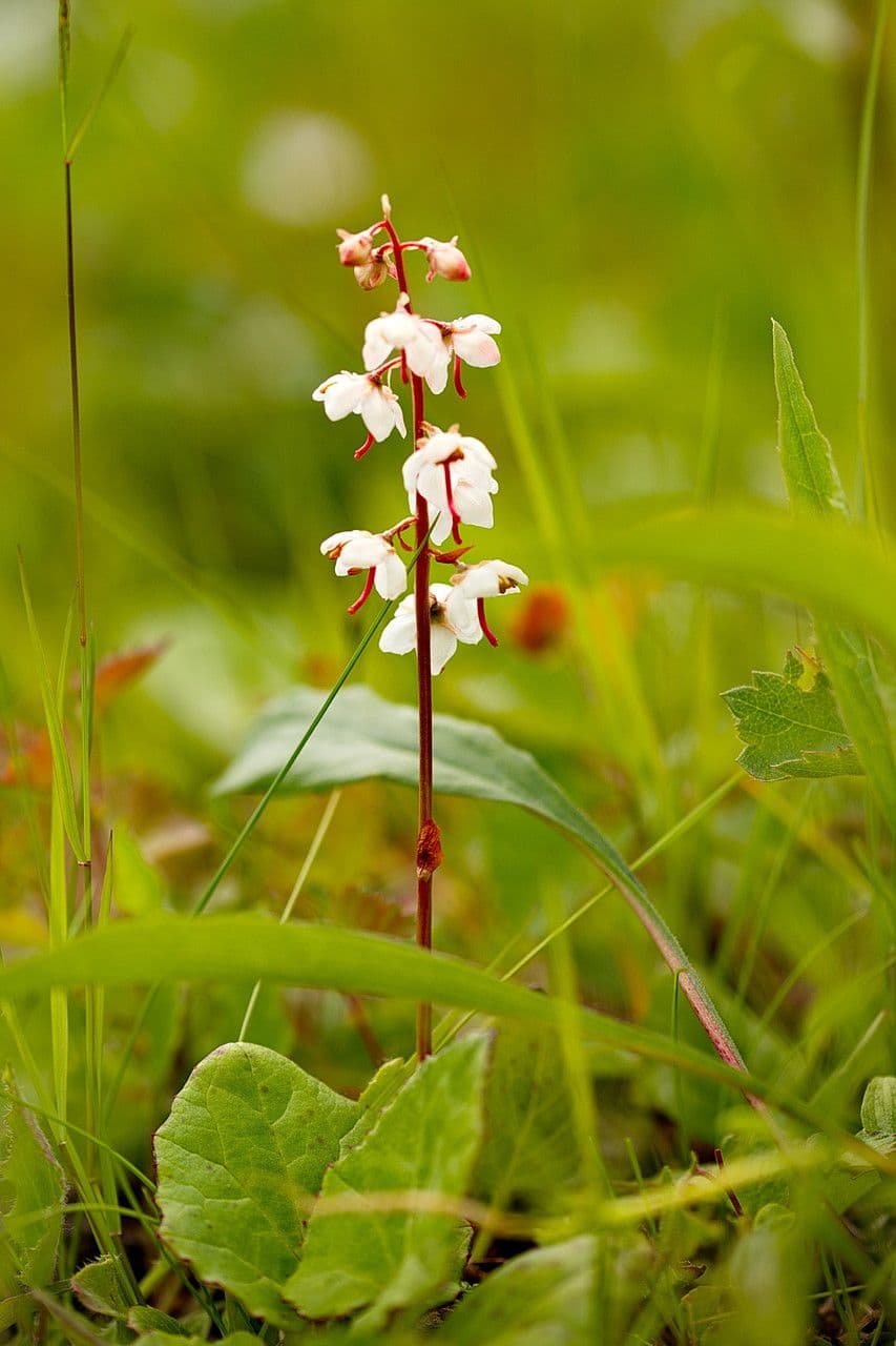 Round-leaf wintergreen showing distinctive round glossy leaves and white flower spikes