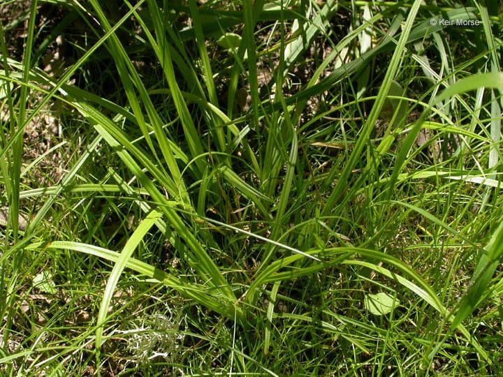 Carex leptopoda grows in dense tufts on rocky mountain slopes