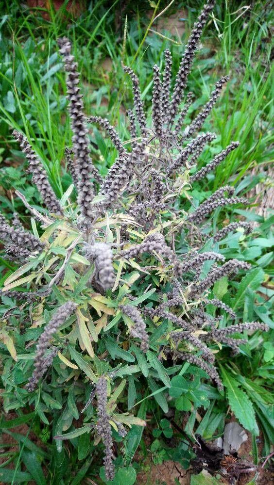 Ambroisie vivace en pleine floraison sur un sol sec et ensoleillé, avec des tiges dressées et des feuilles grises finement découpées