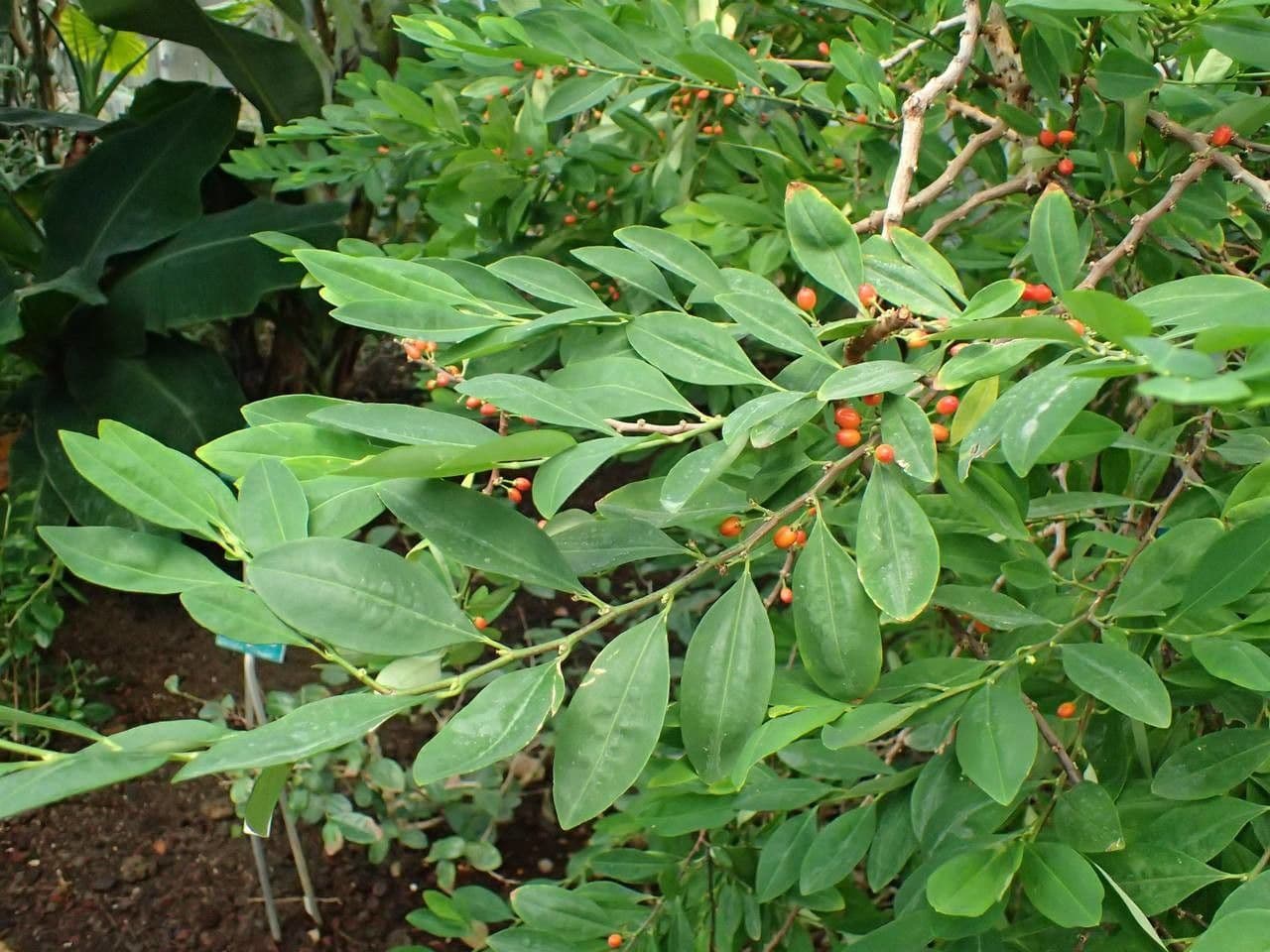 Coca plant met groene bladeren en takken in natuurlijke omgeving