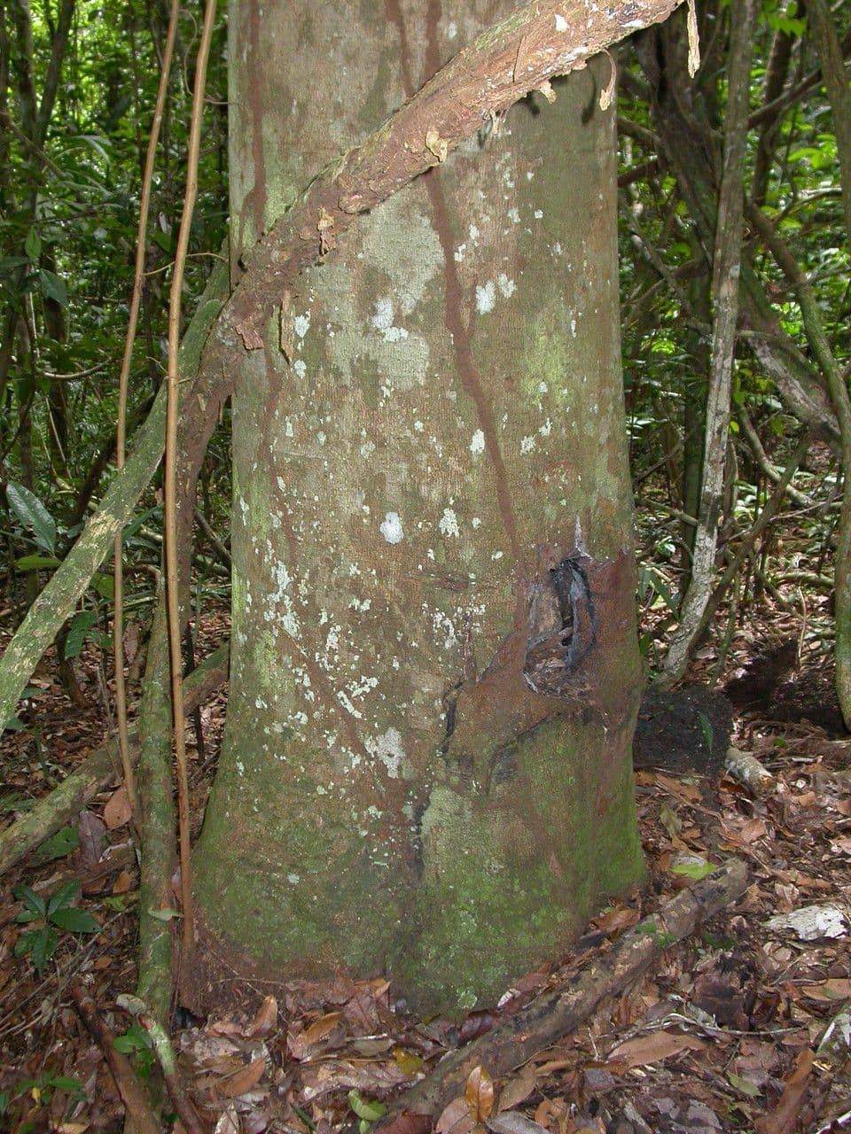 Ecorce du copayer officinal (Copaifera officinalis) dans son habitat tropical