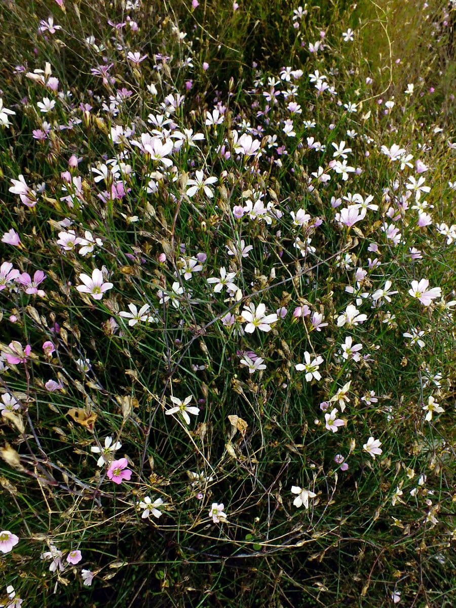 Steinbrech-Felsennelke zarte rosa Bluetentraube
