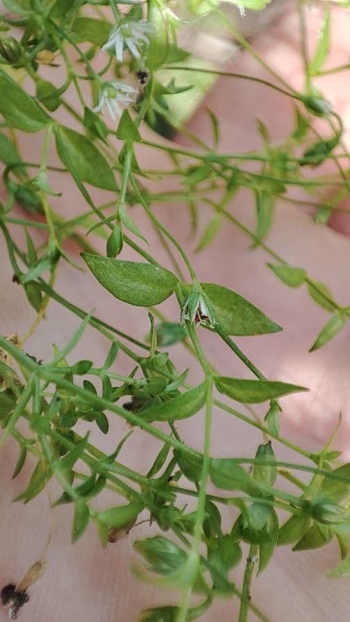 Dikbladige Sterremuur plant met fijne witte bloemen