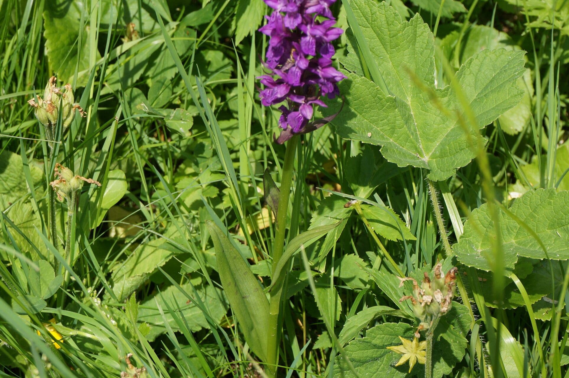 Northern marsh-orchid displaying purple inflorescences with spotted foliage in wetland habitat