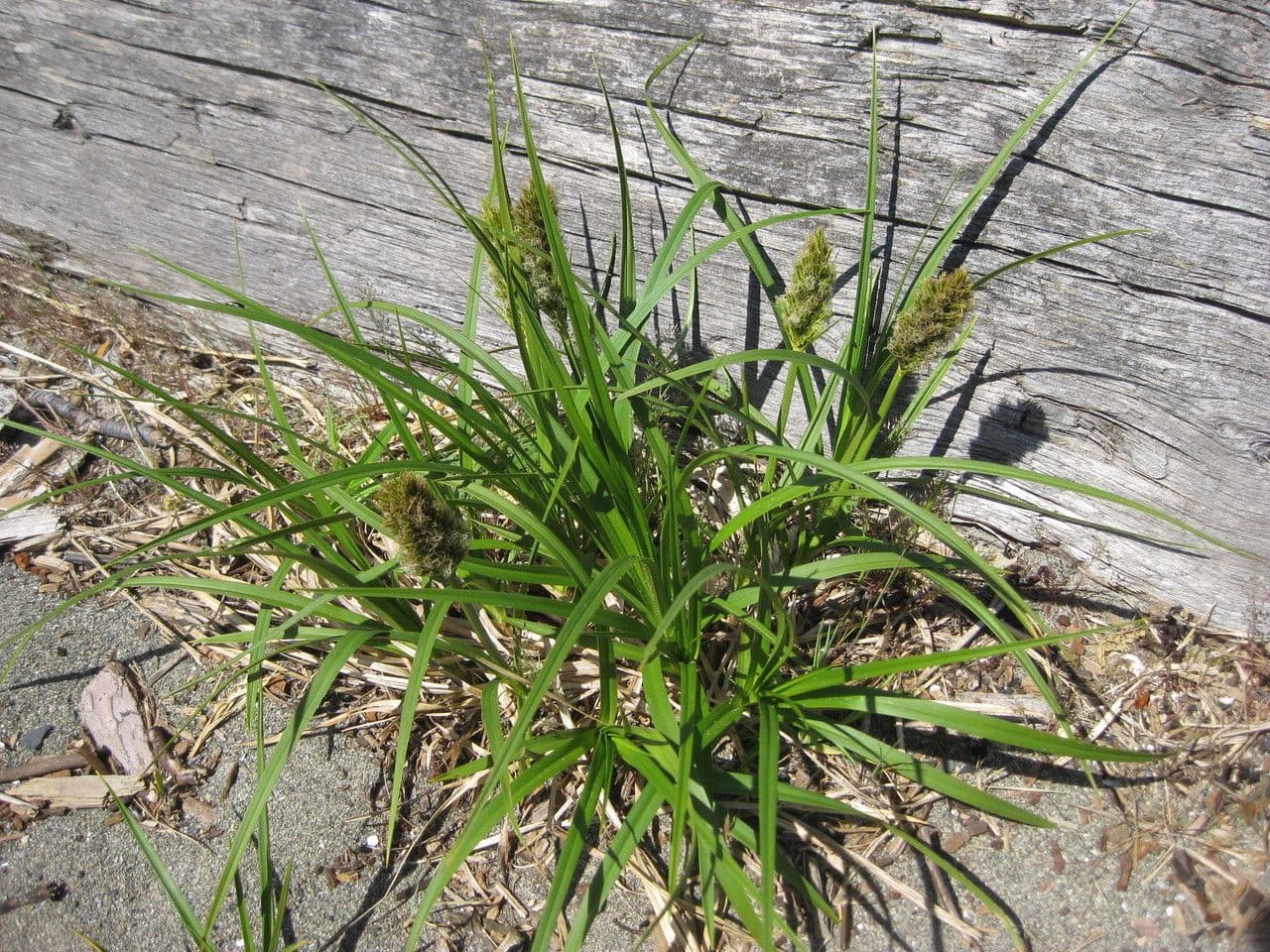 Large-head sedge showing characteristic large seed heads