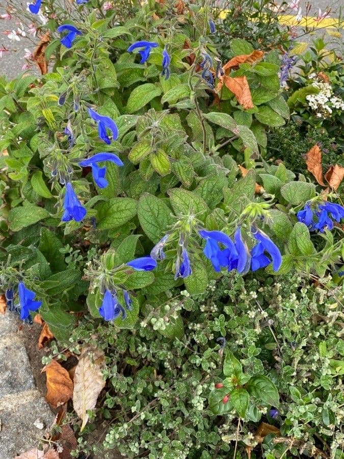 Blaue Salbei mit tiefblauen Blüten