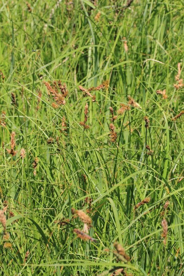 Kammsegge in feuchtem Gartenbereich mit grünem Laub und braunen Blütenähren