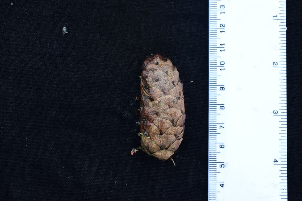 Larix potaninii met fijne naalden en karakteristieke tak-structuur