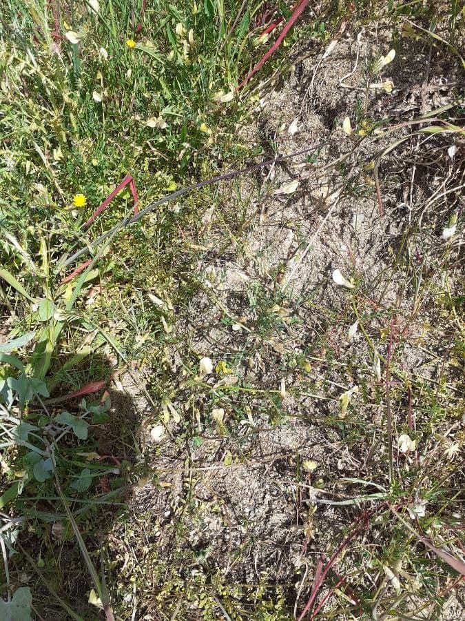 Gelbe Wicke (Vicia lutea) mit leuchtend goldgelben Bluten